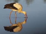 Storch
